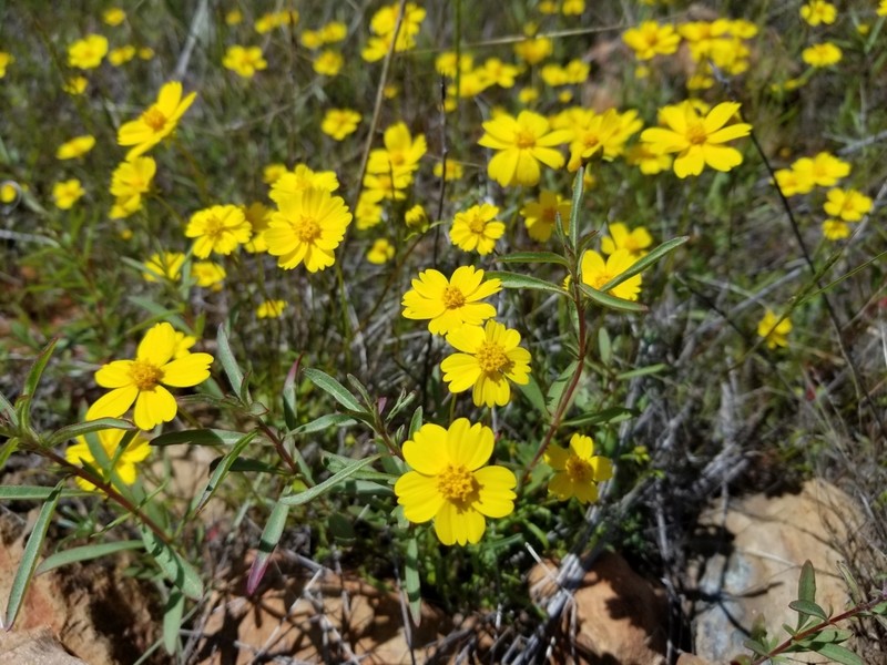 Stillman'S Tickseed photo 3