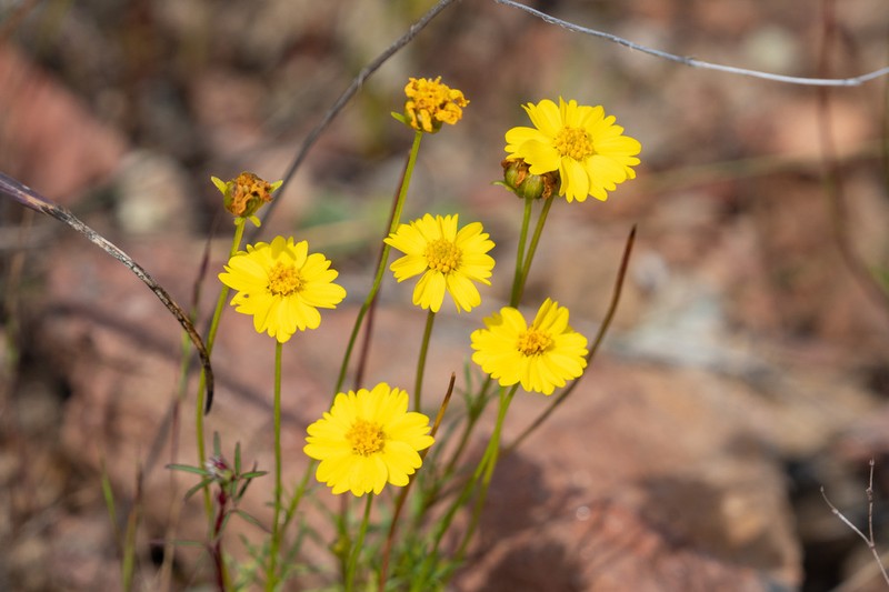 Stillman'S Tickseed photo 4