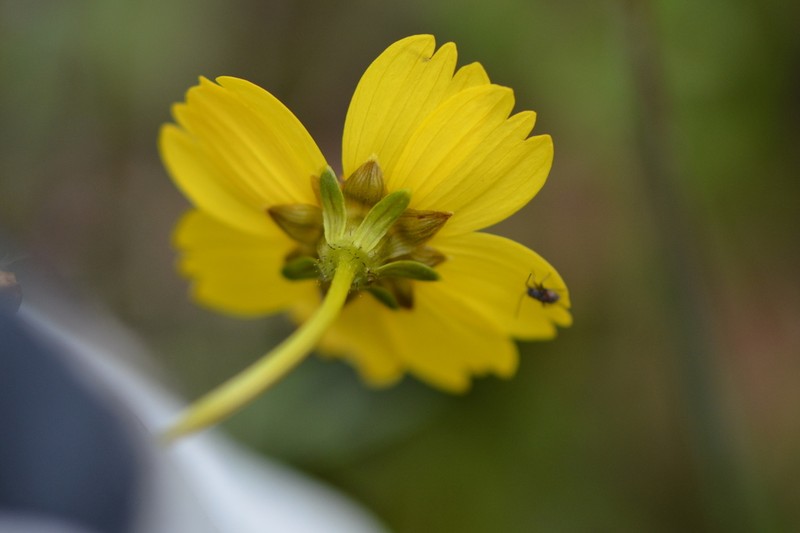 Stillman'S Tickseed photo 5