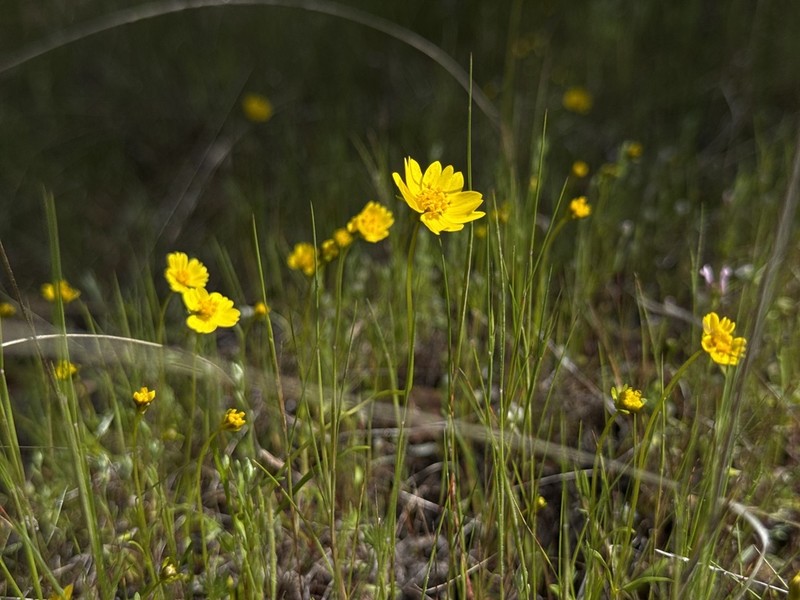 Stillman'S Tickseed photo 6