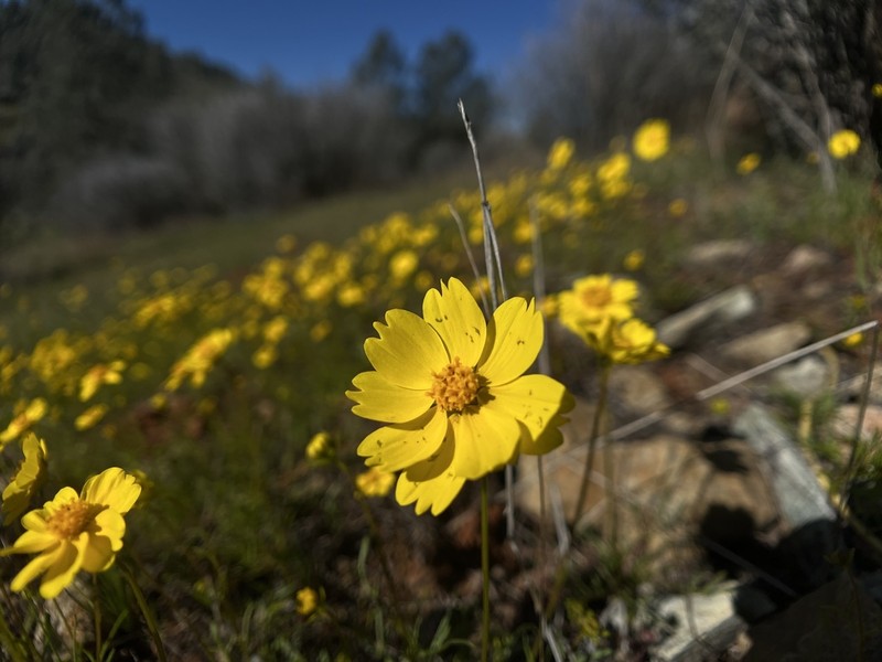 Stillman'S Tickseed photo 7