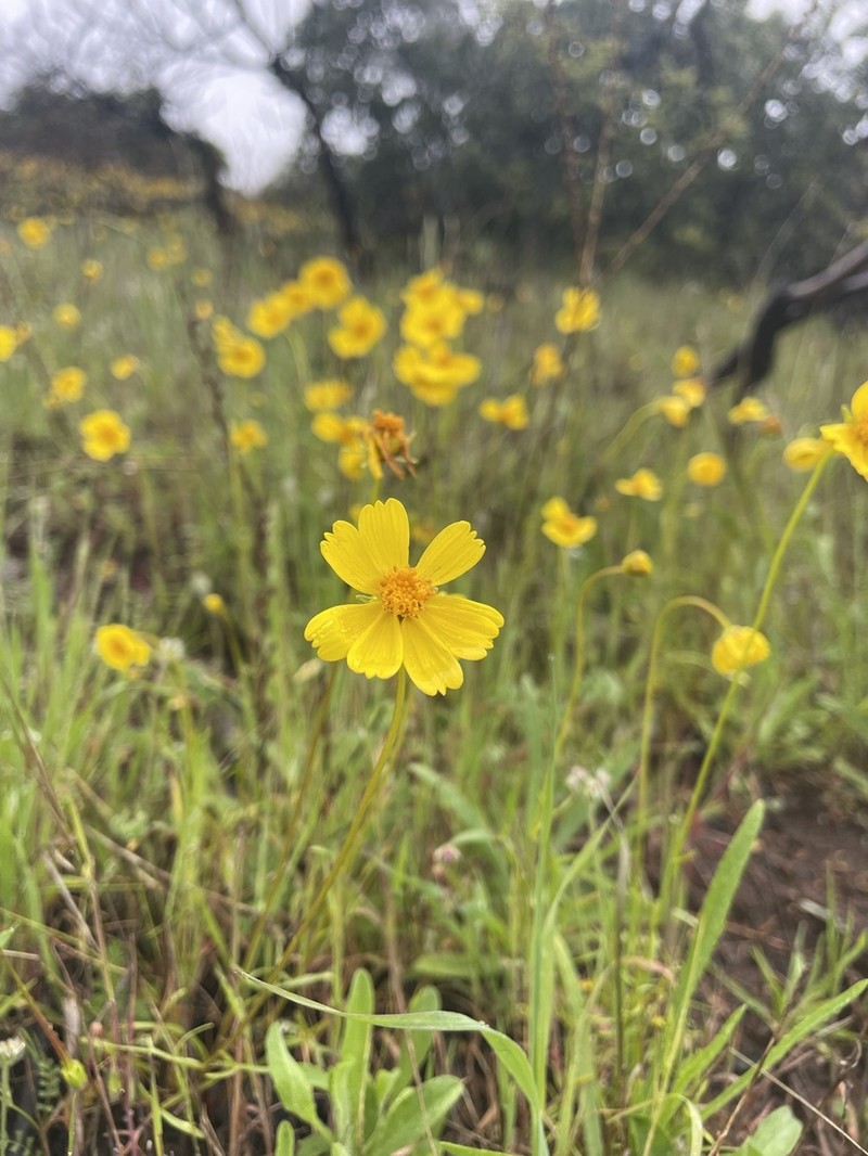 Stillman'S Tickseed photo 8