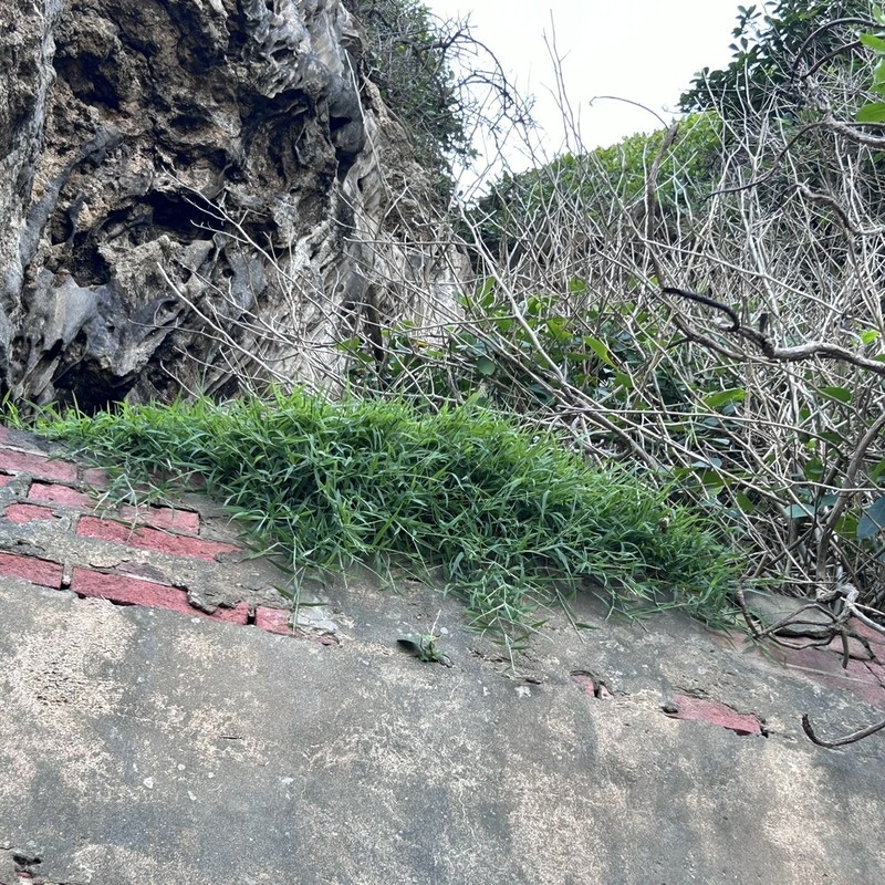 Pacific Island Thintail photo 4