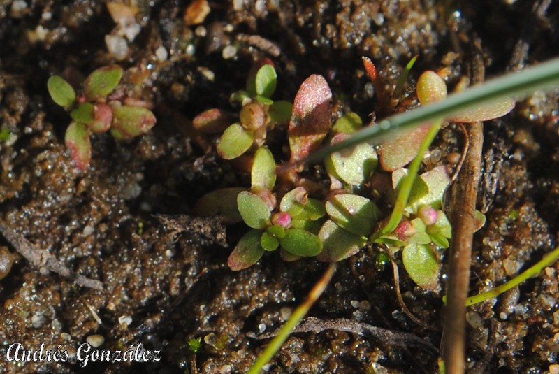 Petiteplant photo 4