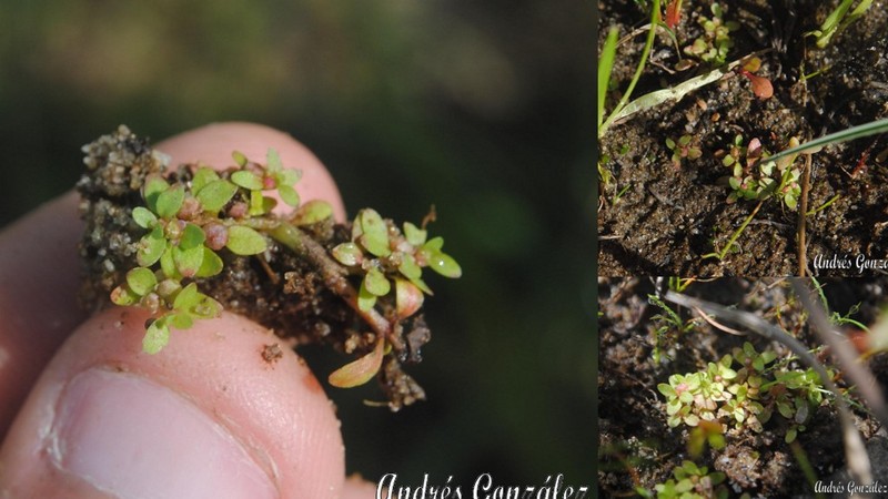 Petiteplant photo 5