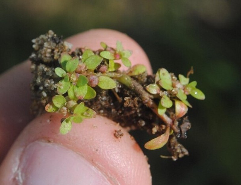 Petiteplant photo 6
