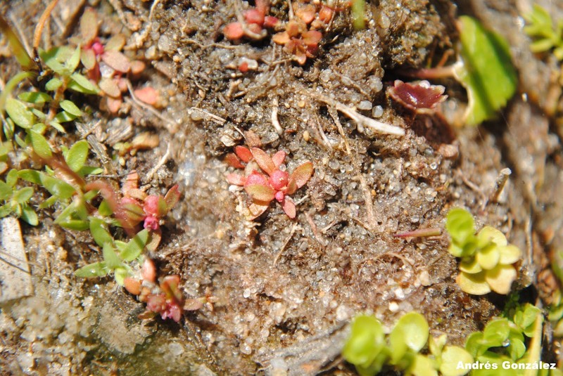 Petiteplant photo 2