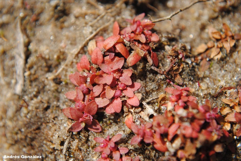 Petiteplant photo 3