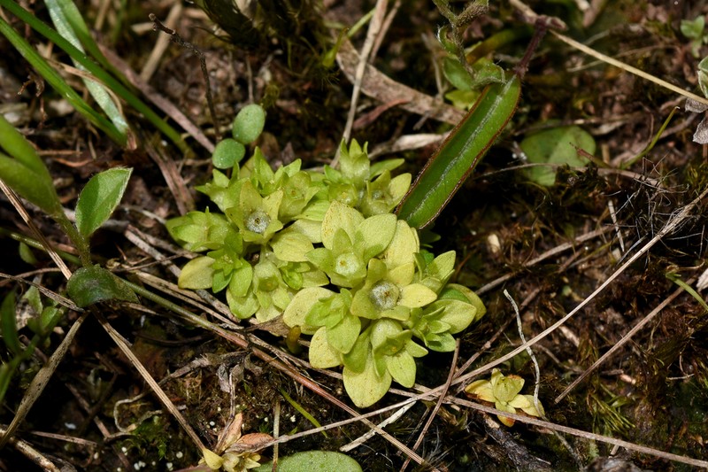 Petiteplant photo 2