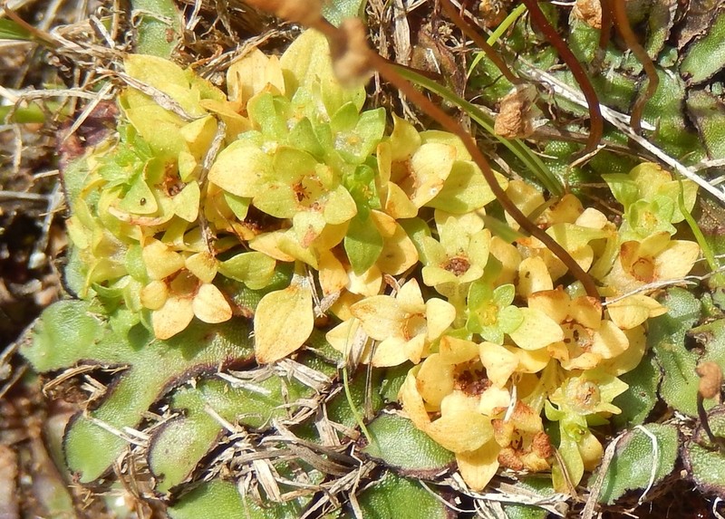 Petiteplant photo 3