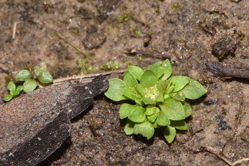 Petiteplant photo 4