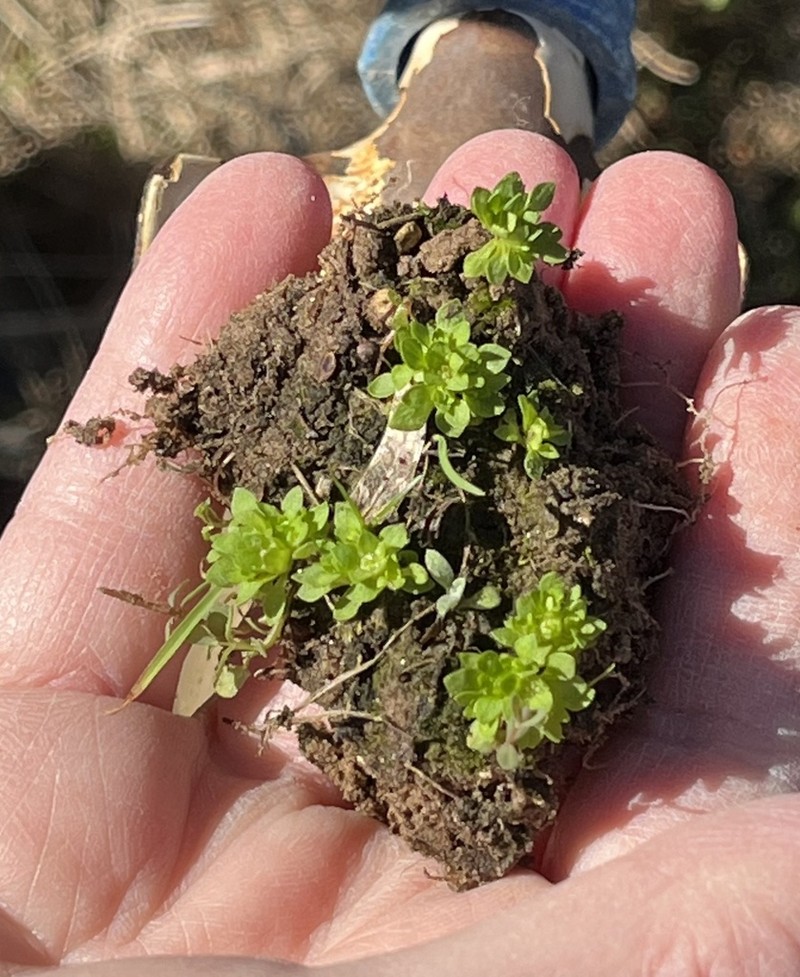 Petiteplant photo 5
