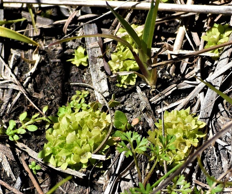 Petiteplant photo 6