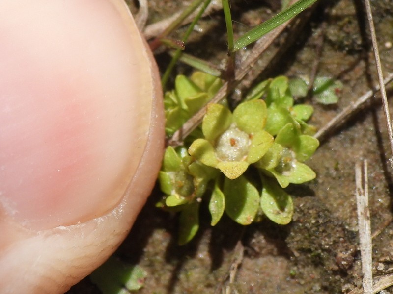 Petiteplant photo 7