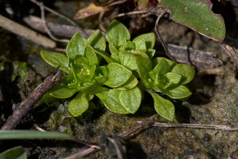 Petiteplant photo 8