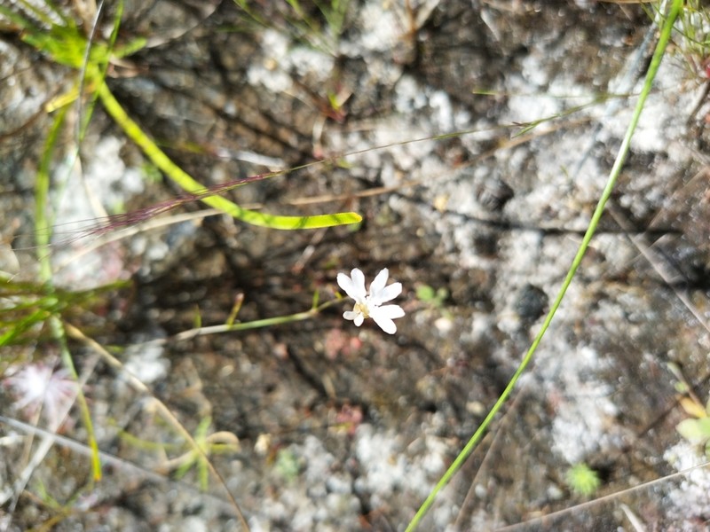 Leschenaultia peregrina photo 3