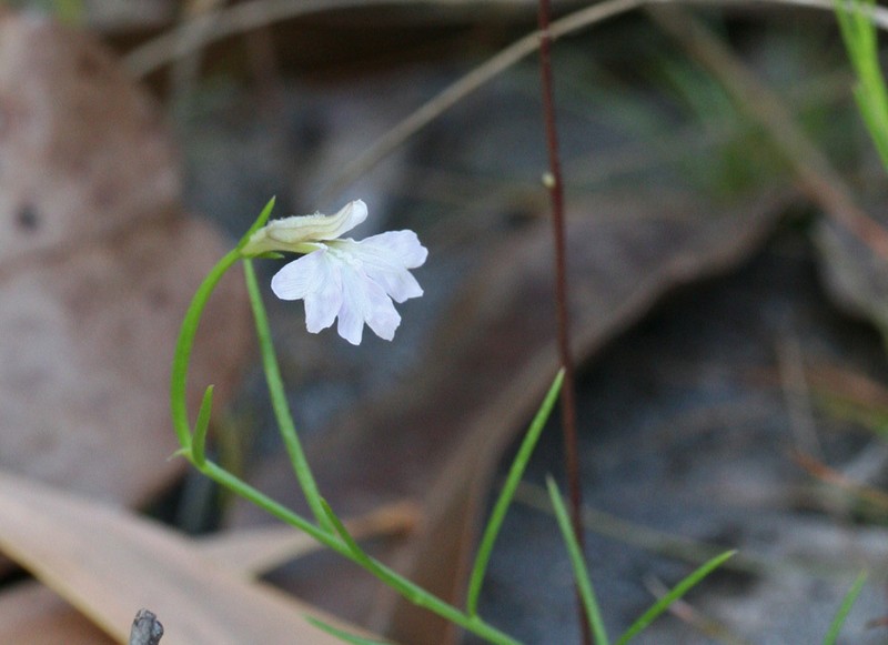 Leschenaultia peregrina photo 4