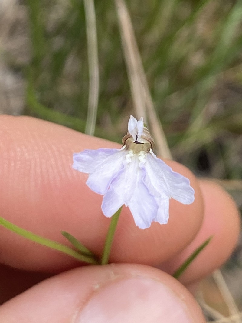 Leschenaultia peregrina photo 5