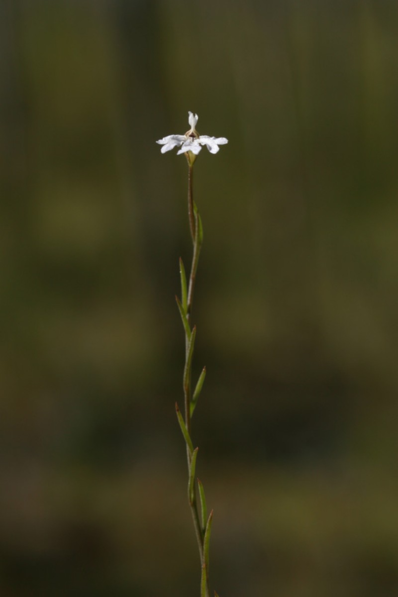 Leschenaultia peregrina photo 7