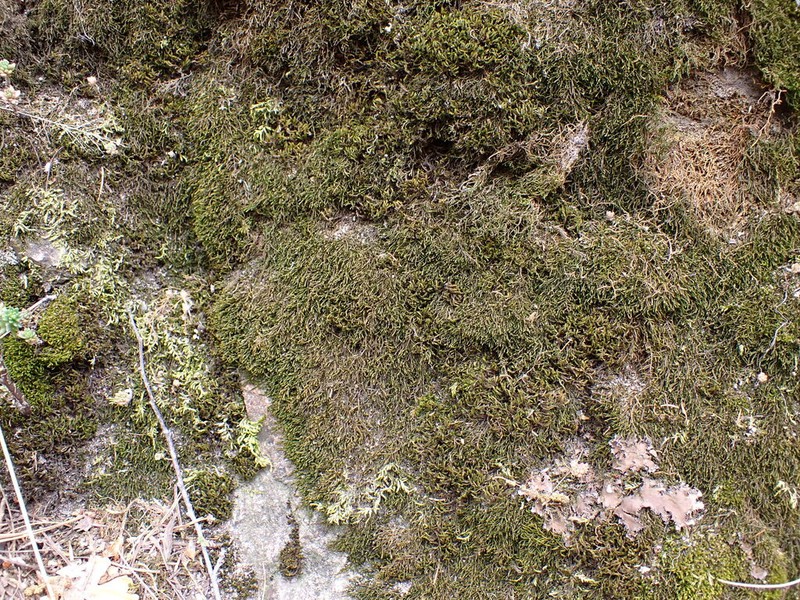 Arizona Lescuraea Moss