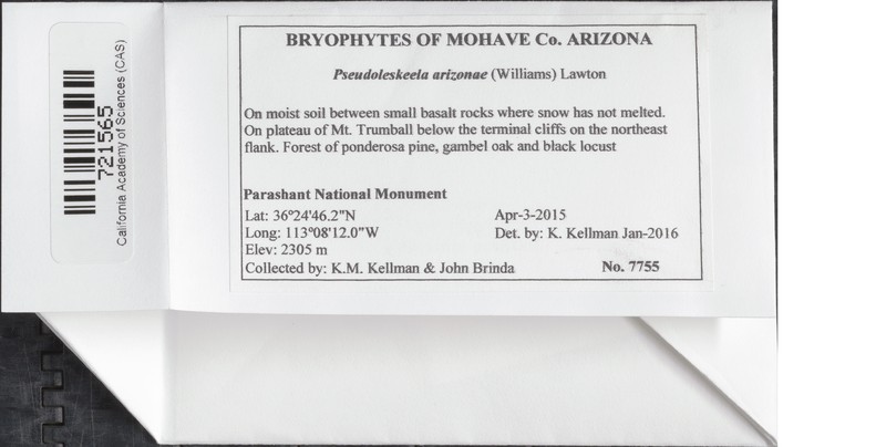 Arizona Lescuraea Moss photo 3