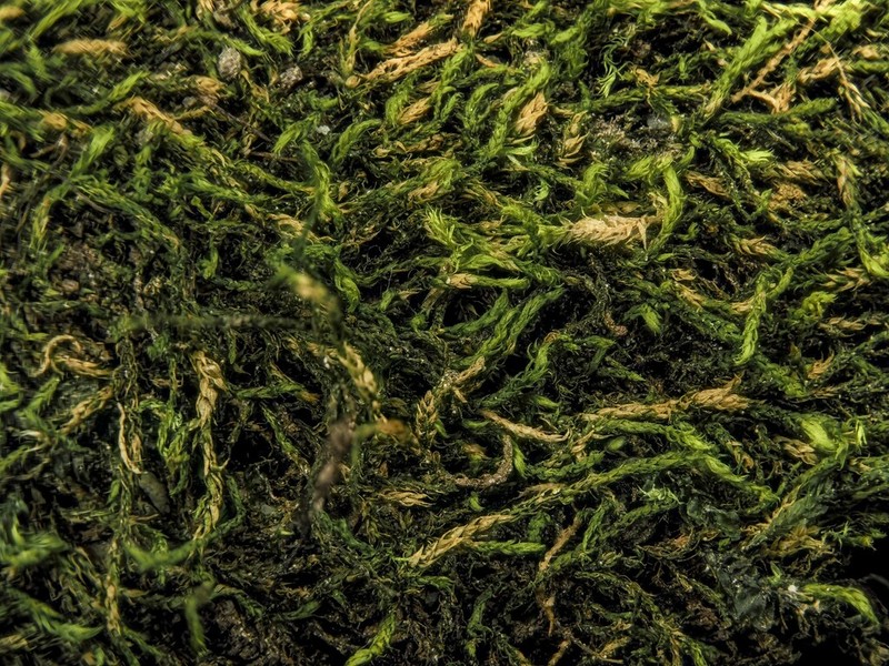 Lescuraea Moss