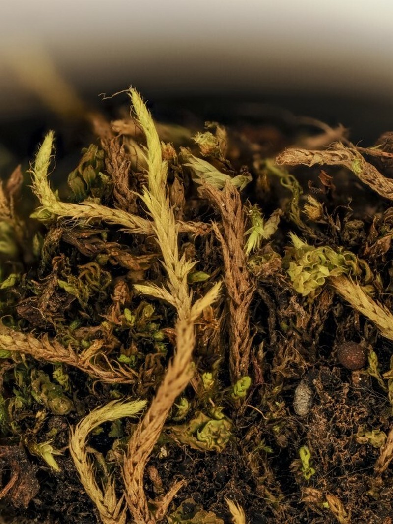 Lescuraea Moss photo 3