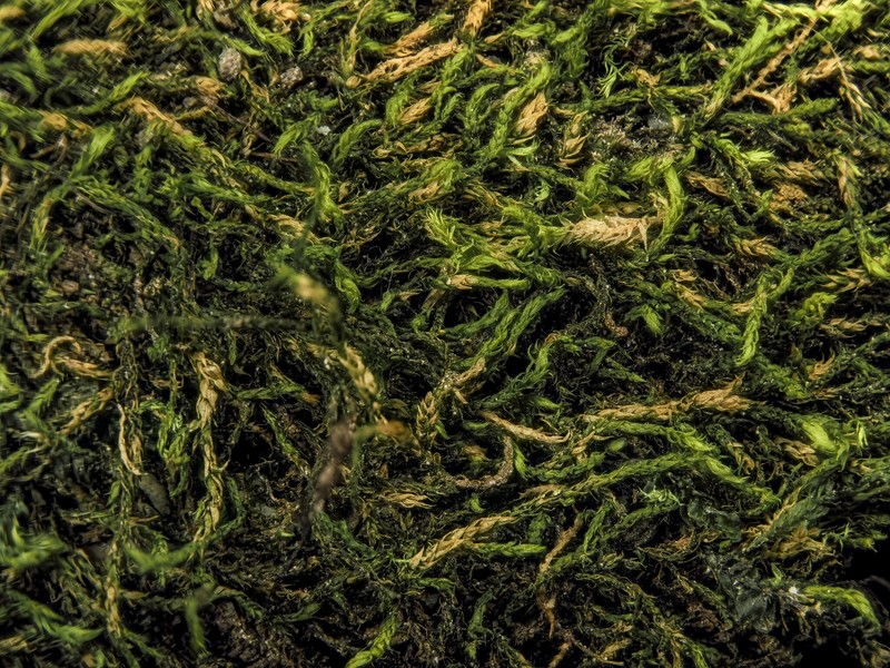 Lescuraea Moss photo 4