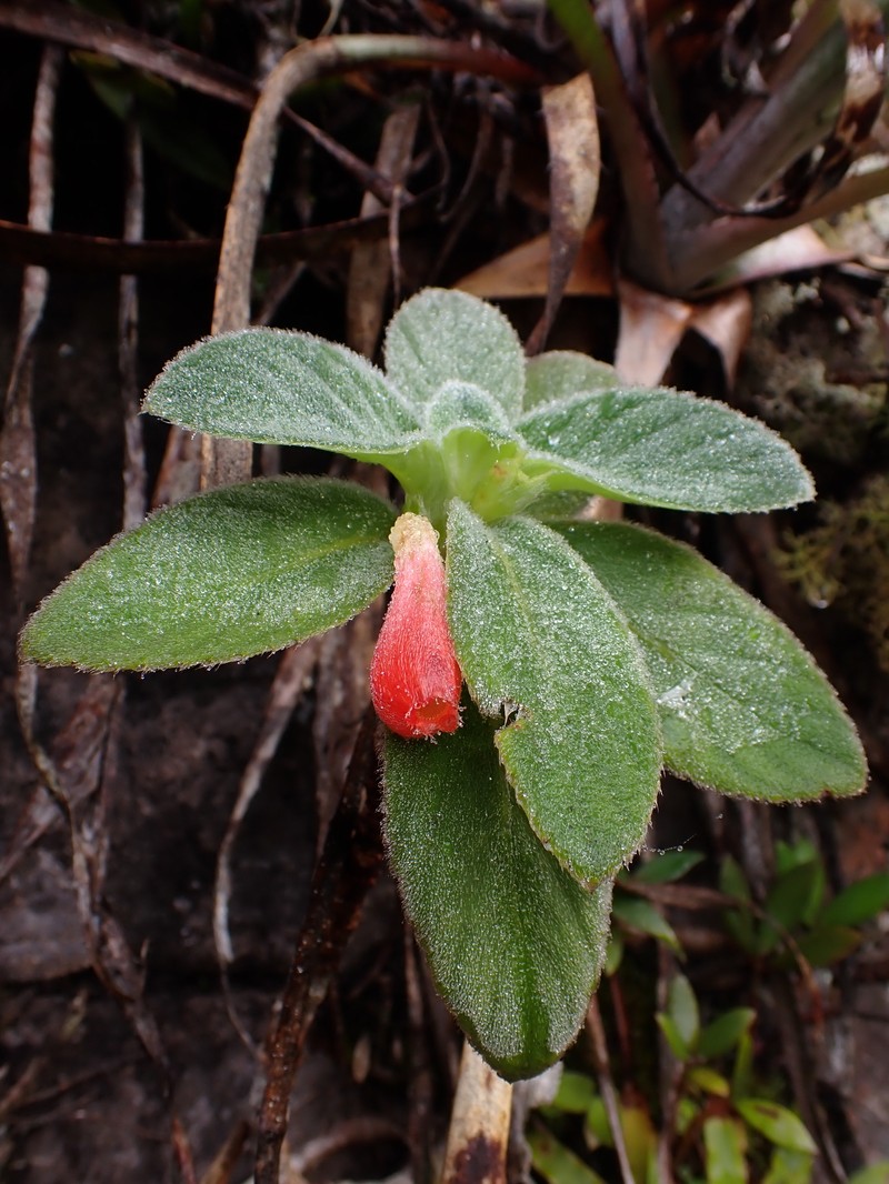 Lesia tepuiensis photo 2