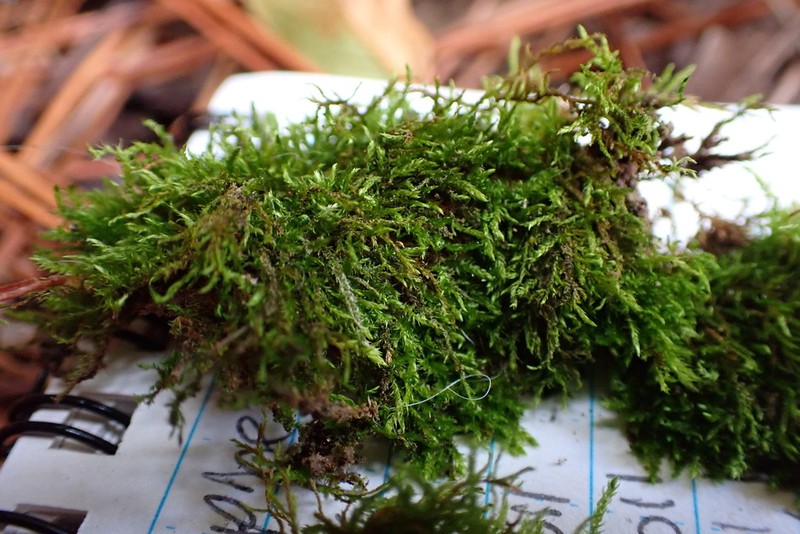 Leskea Moss