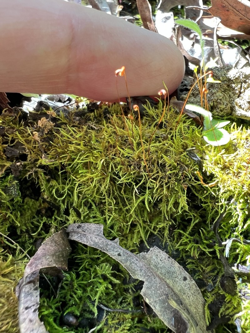Leskea Moss photo 2