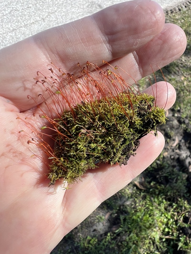 Leskea Moss photo 3