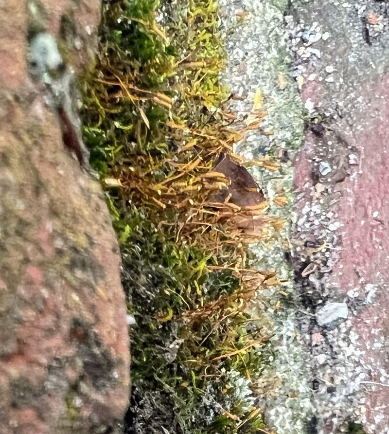 Leskea Moss photo 2