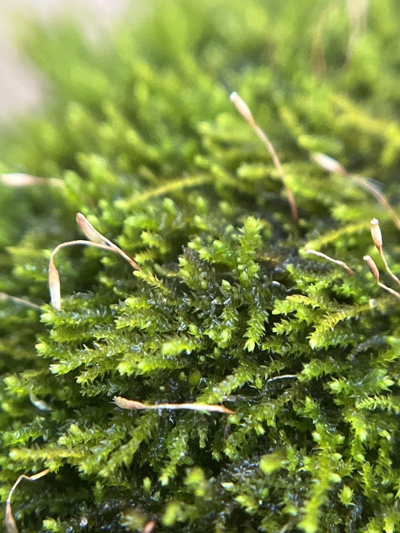 Leskea Moss photo 5
