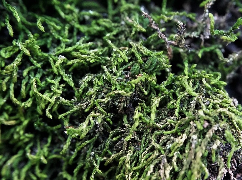 Leskea Moss photo 6
