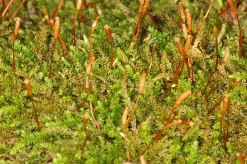 Leskea Moss photo 8