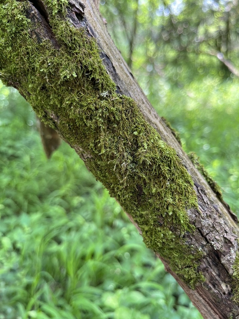 Leskea Moss photo 2