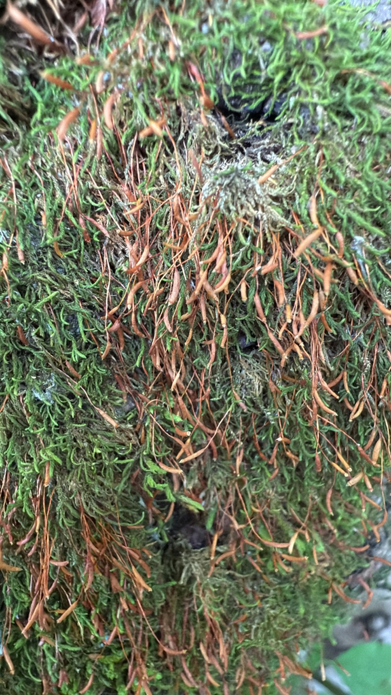 Leskea Moss photo 3
