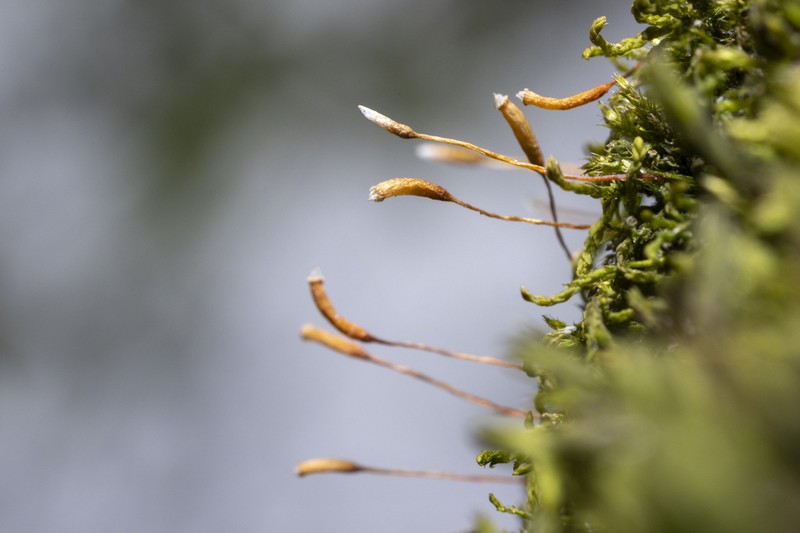 Leskea Moss photo 4