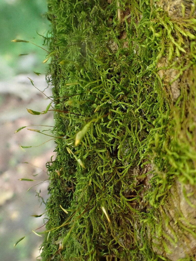 Leskea Moss photo 5