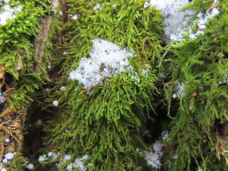 Leskea Moss photo 6