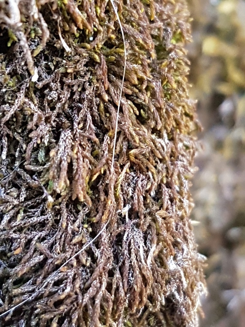Leskea Moss photo 7
