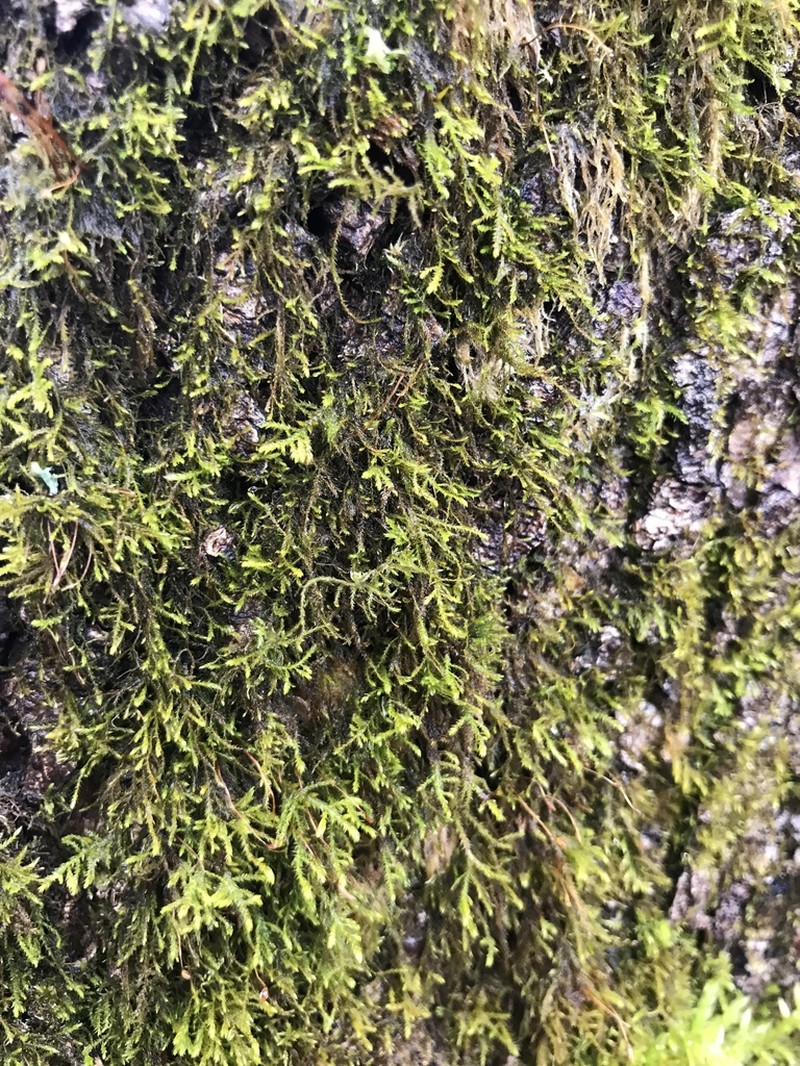 Leskea Moss photo 8