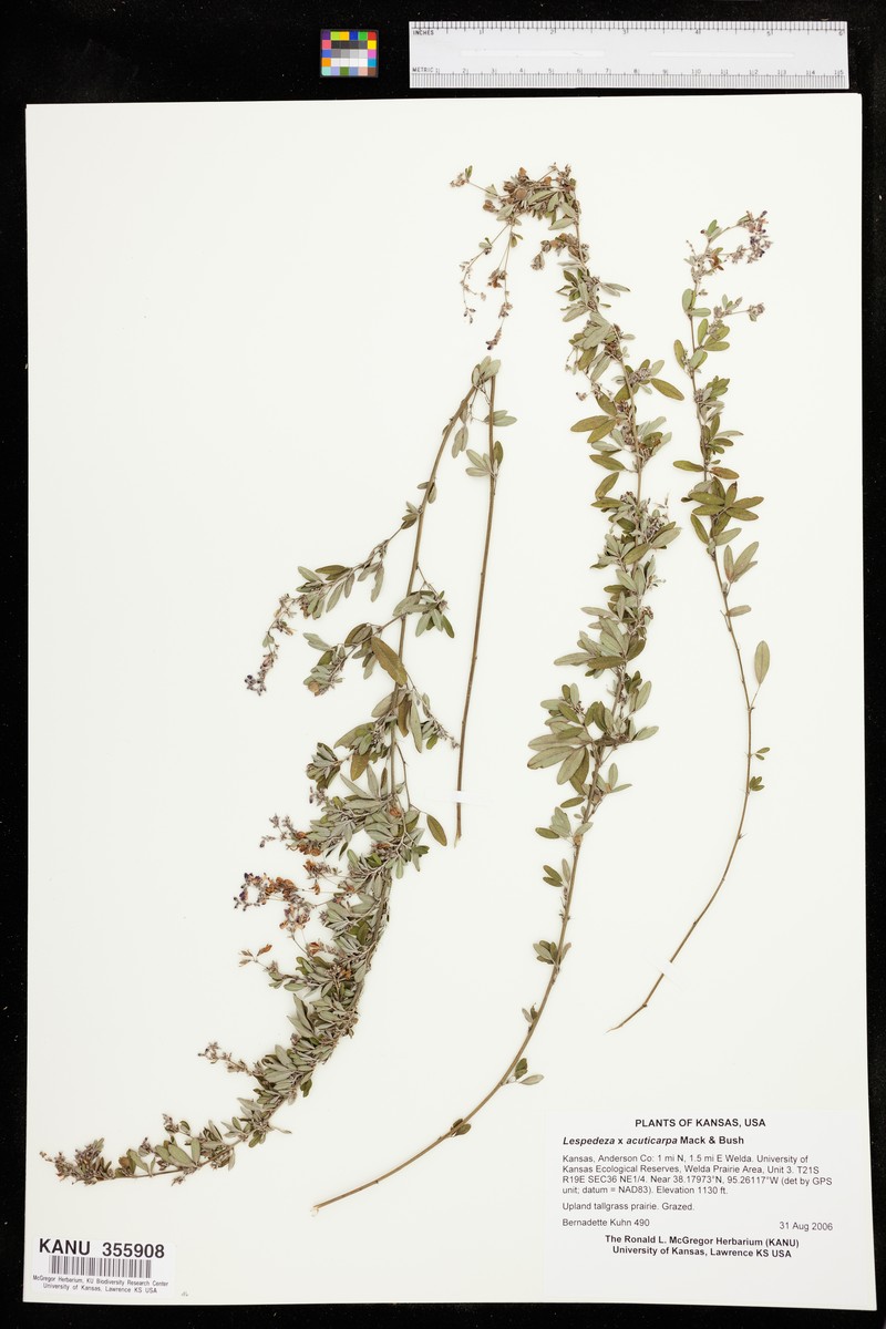 Lespedeza × acuticarpa photo 2