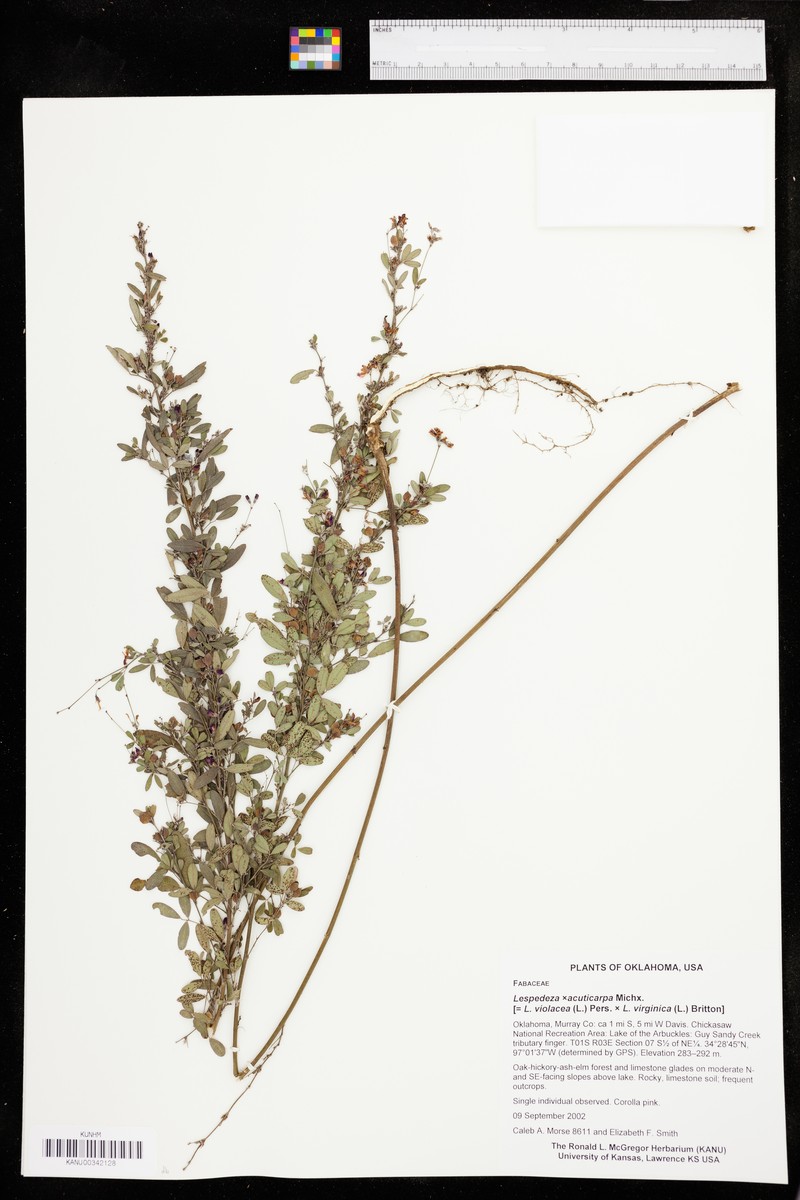 Lespedeza × acuticarpa photo 4