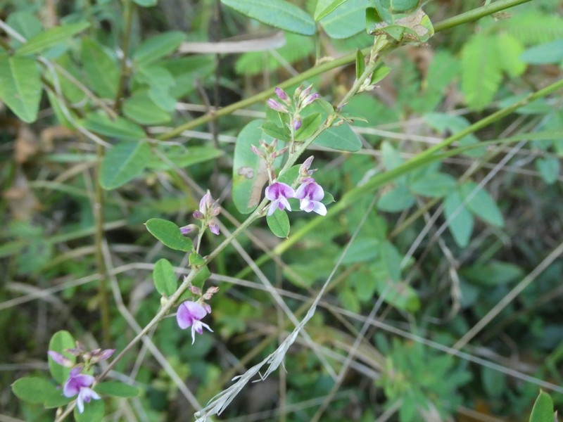 Lespedeza