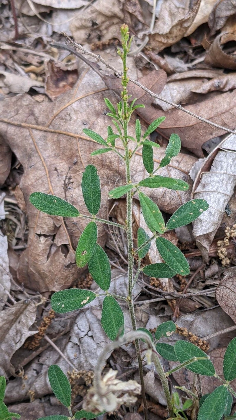 Lespedeza photo 2