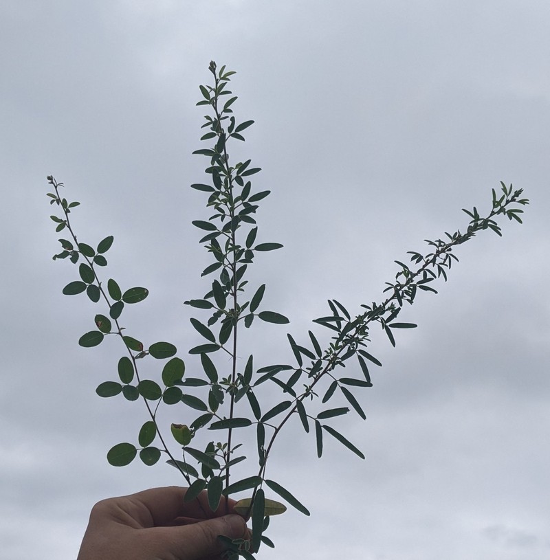 Lespedeza photo 3