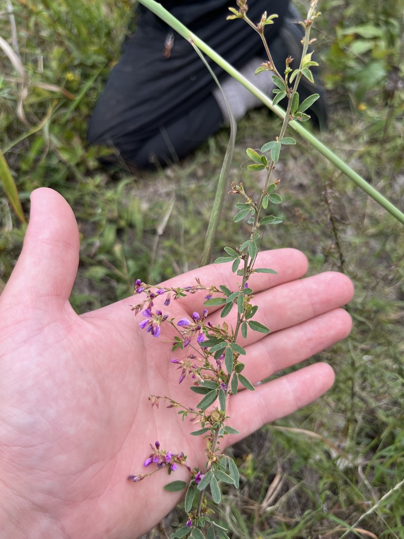 Lespedeza photo 4