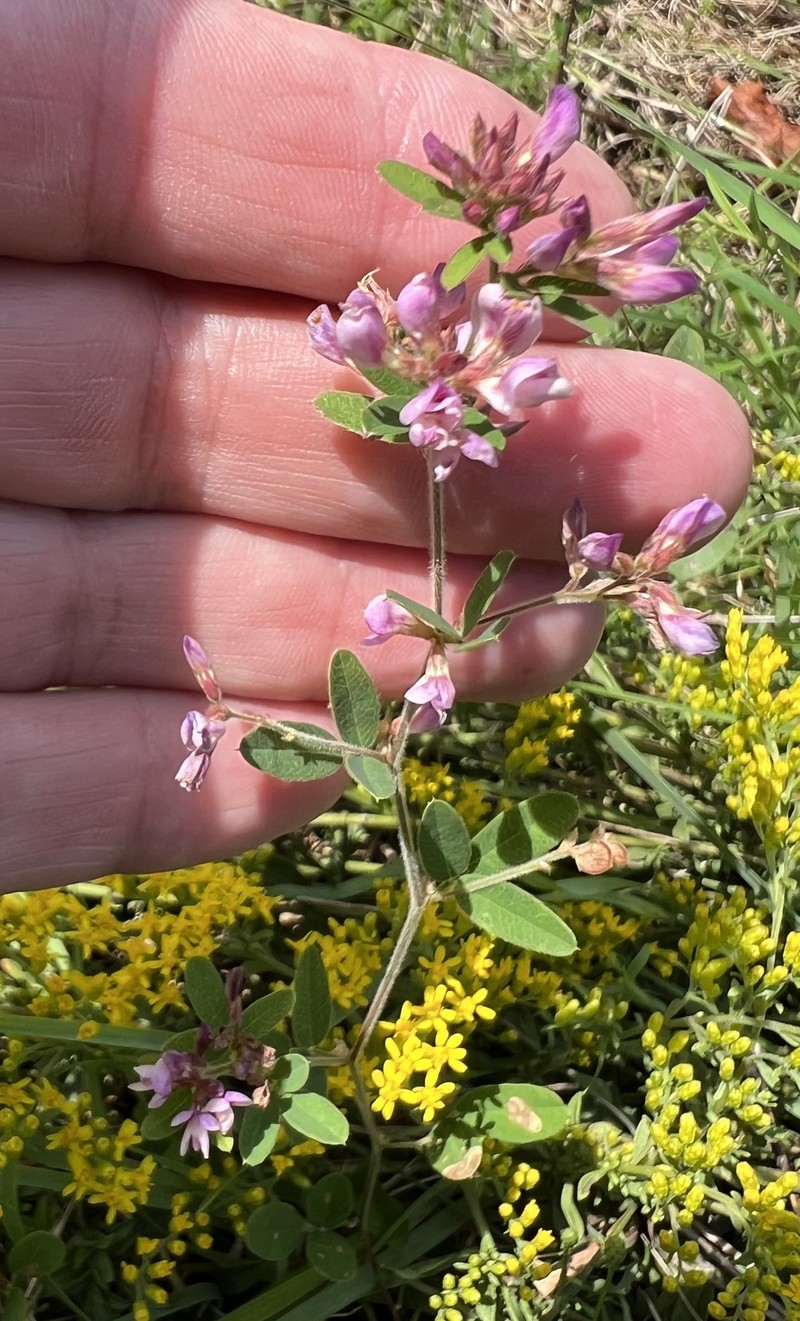 Lespedeza photo 5